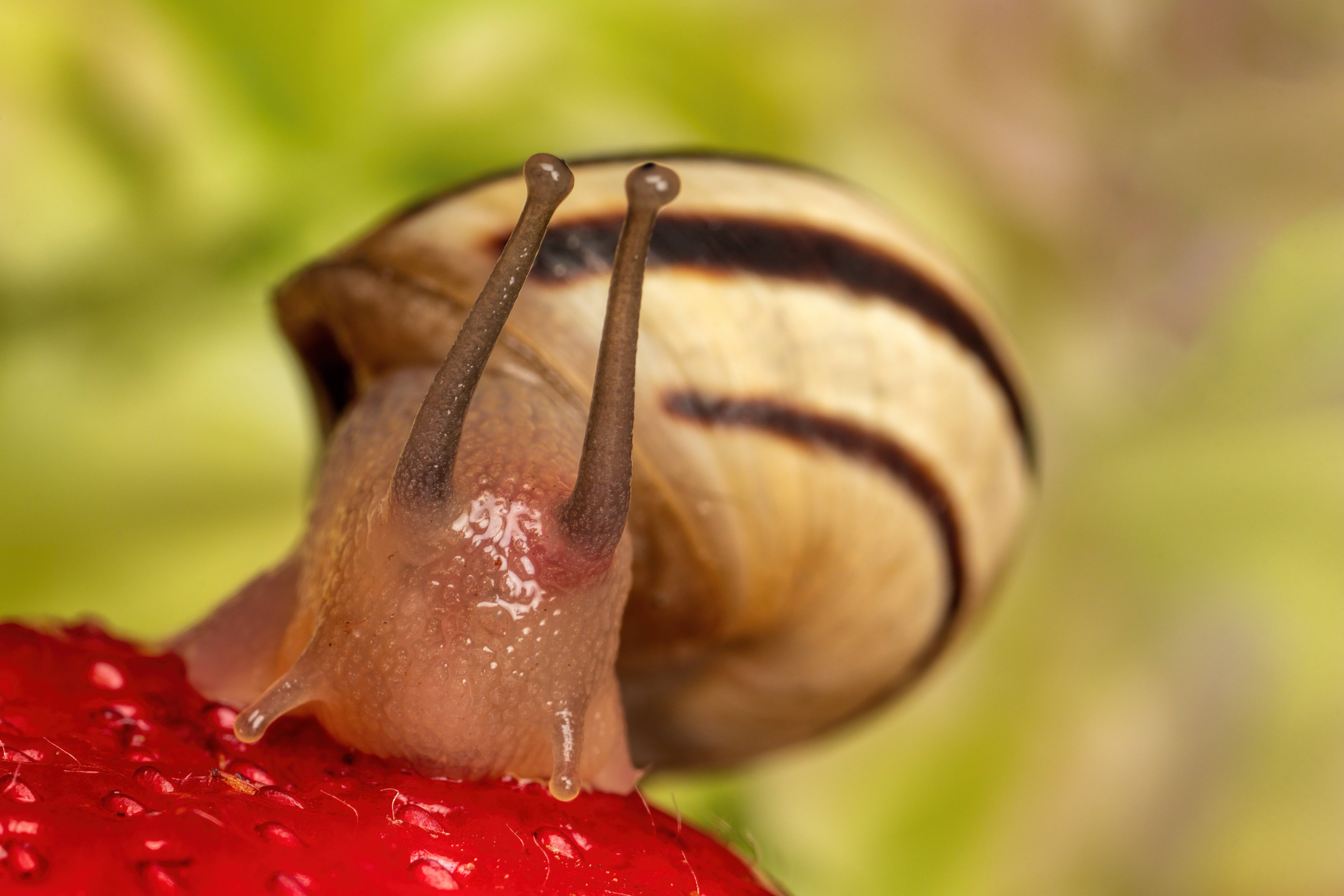 Detail Strawberry Snails Photography Nomer 34