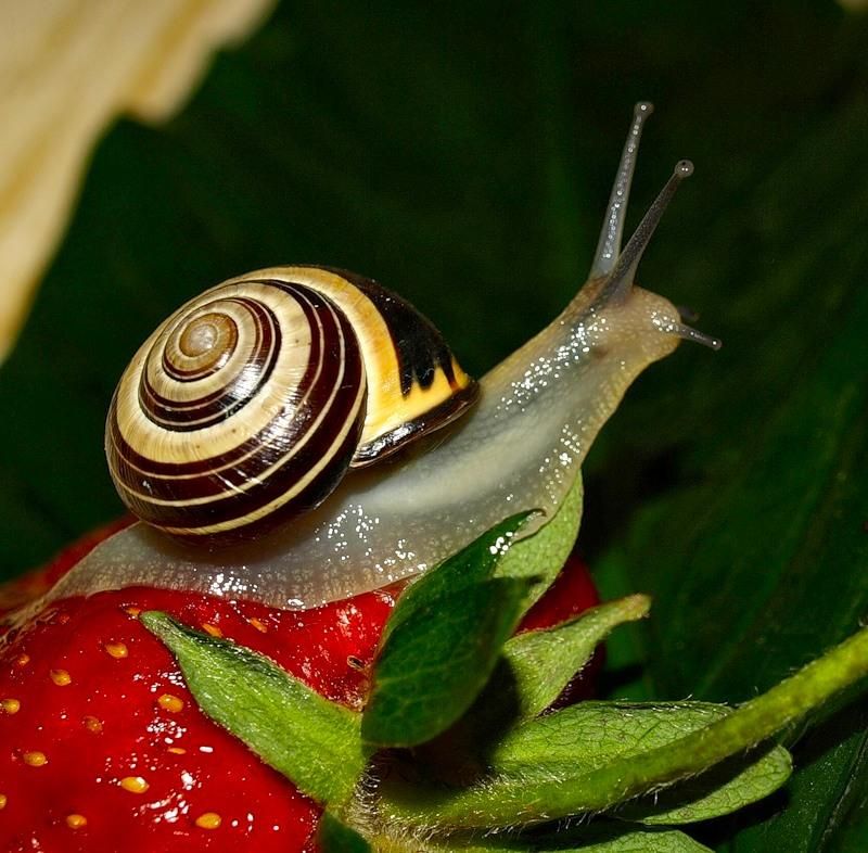 Detail Strawberry Snails Photography Nomer 37