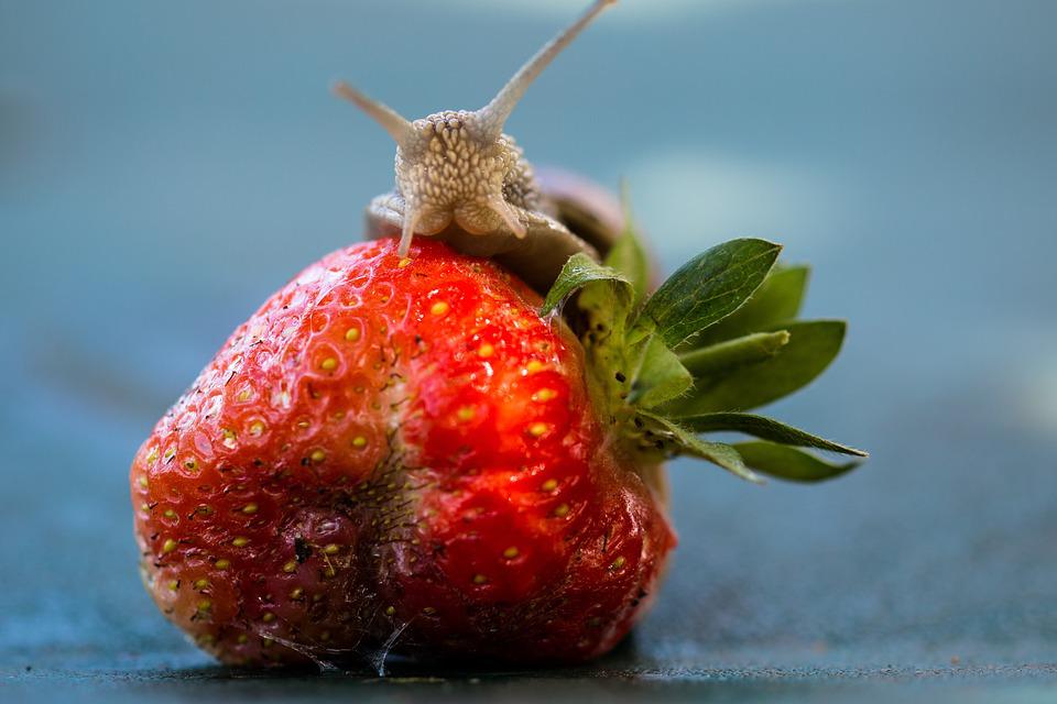 Detail Strawberry Snails Photography Nomer 38