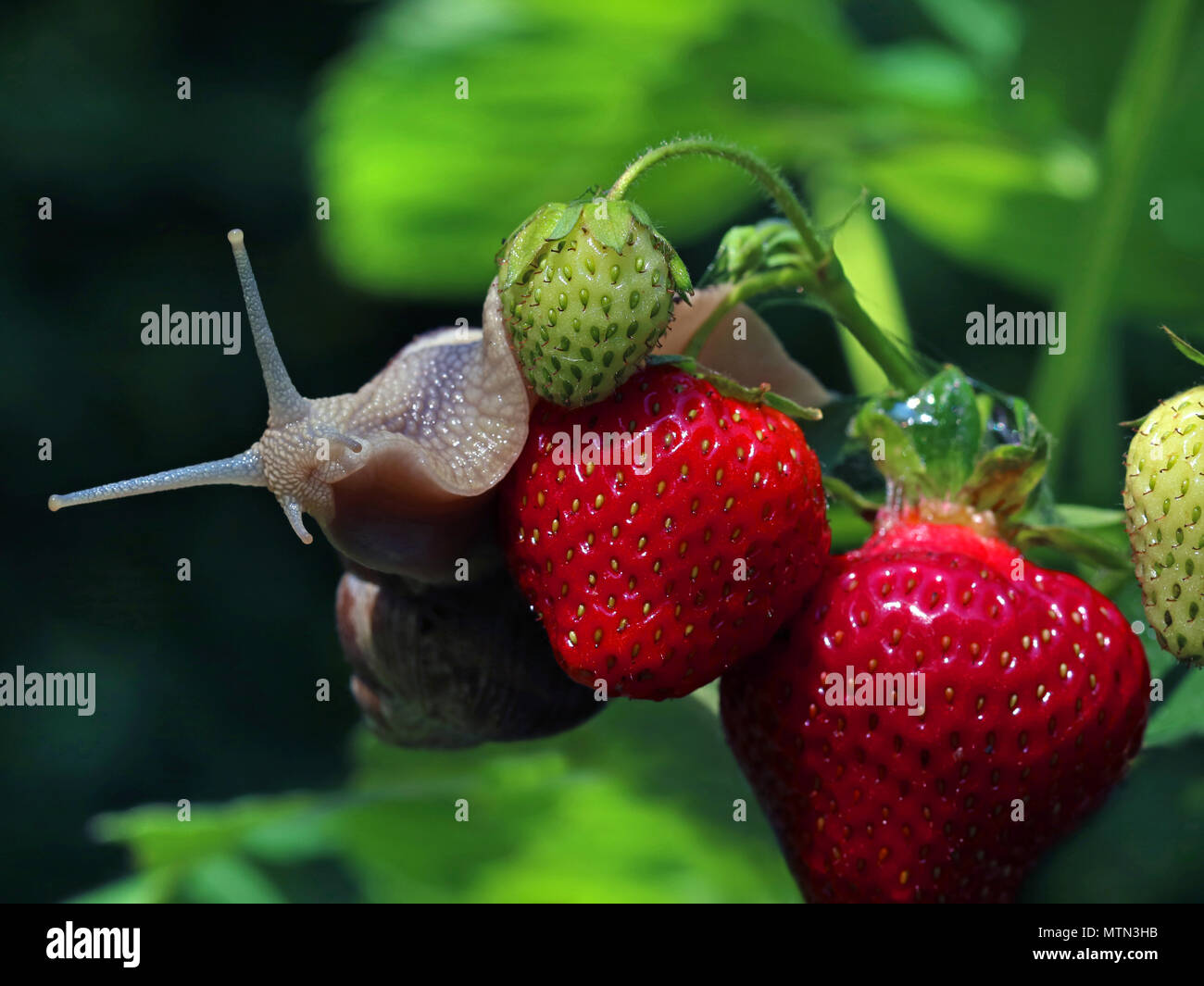 Detail Strawberry Snails Photography Nomer 39