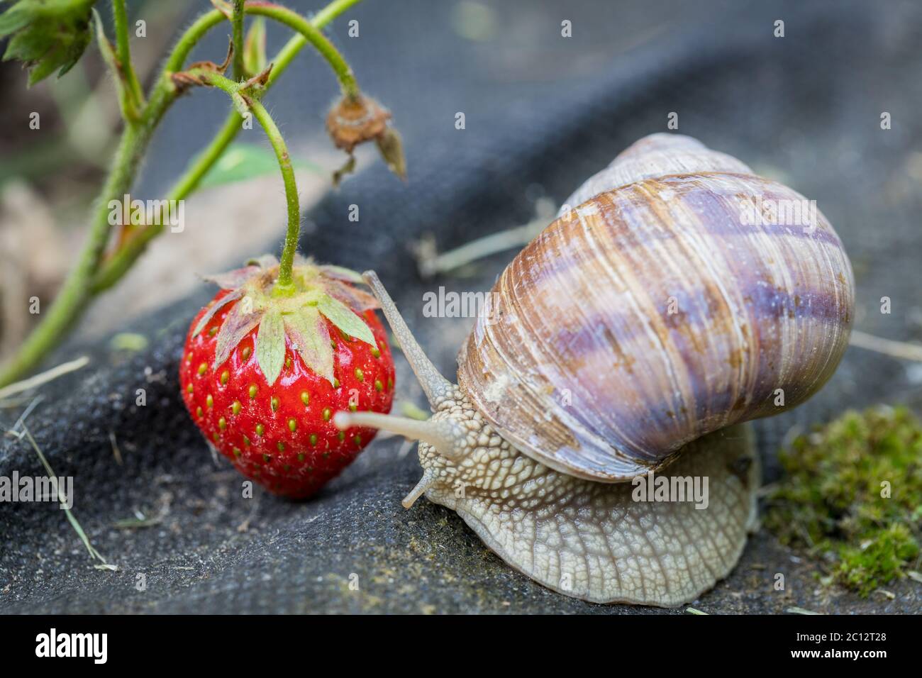 Detail Strawberry Snails Photography Nomer 44