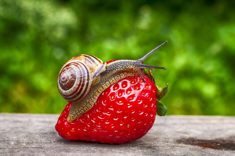 Detail Strawberry Snails Photography Nomer 6