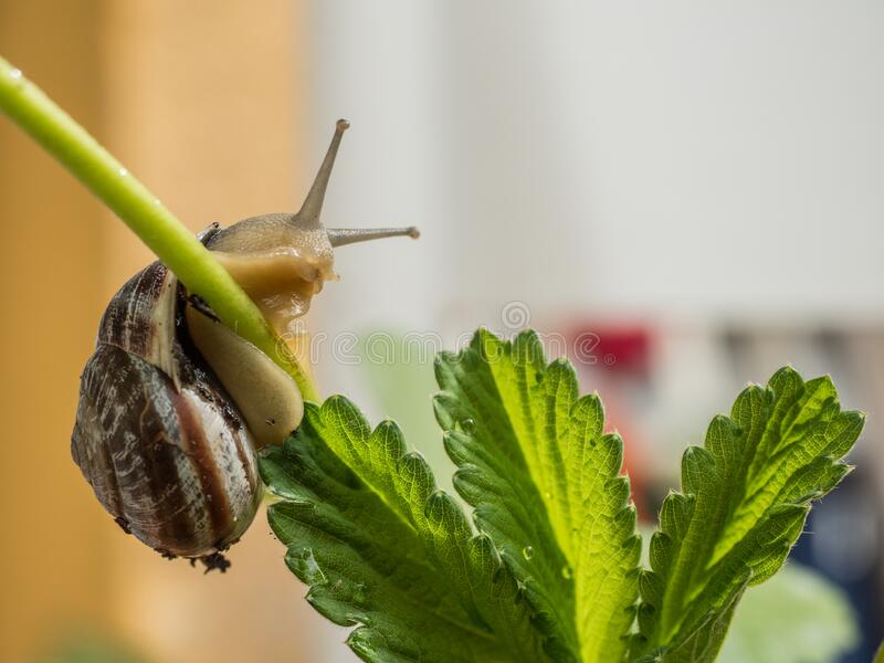 Detail Strawberry Snails Photography Nomer 47