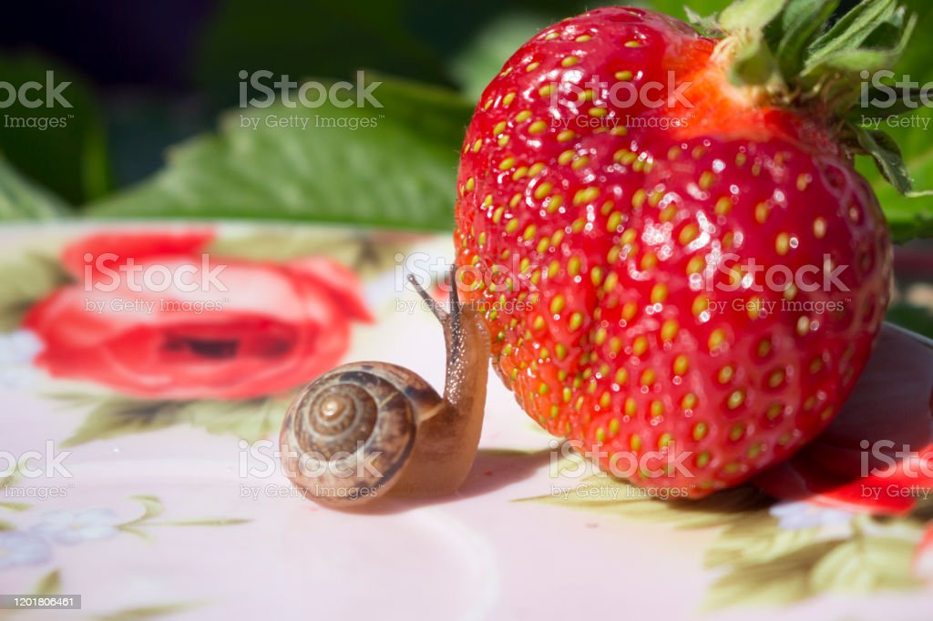 Detail Strawberry Snails Photography Nomer 50