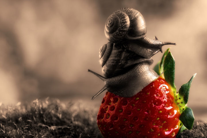 Detail Strawberry Snails Photography Nomer 54