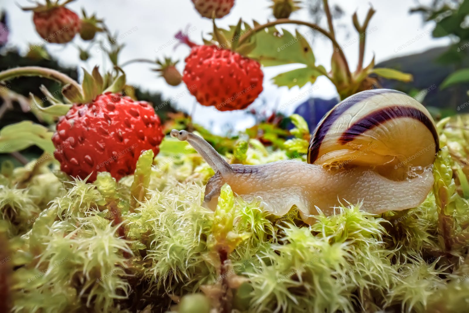 Detail Strawberry Snails Photography Nomer 9