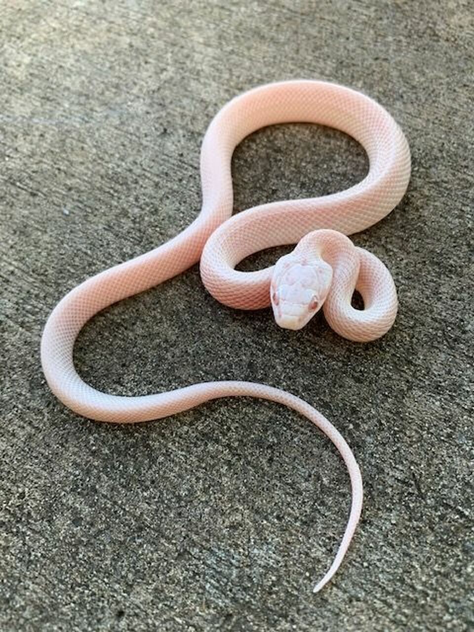 Detail Strawberry Snow Corn Snake Nomer 5