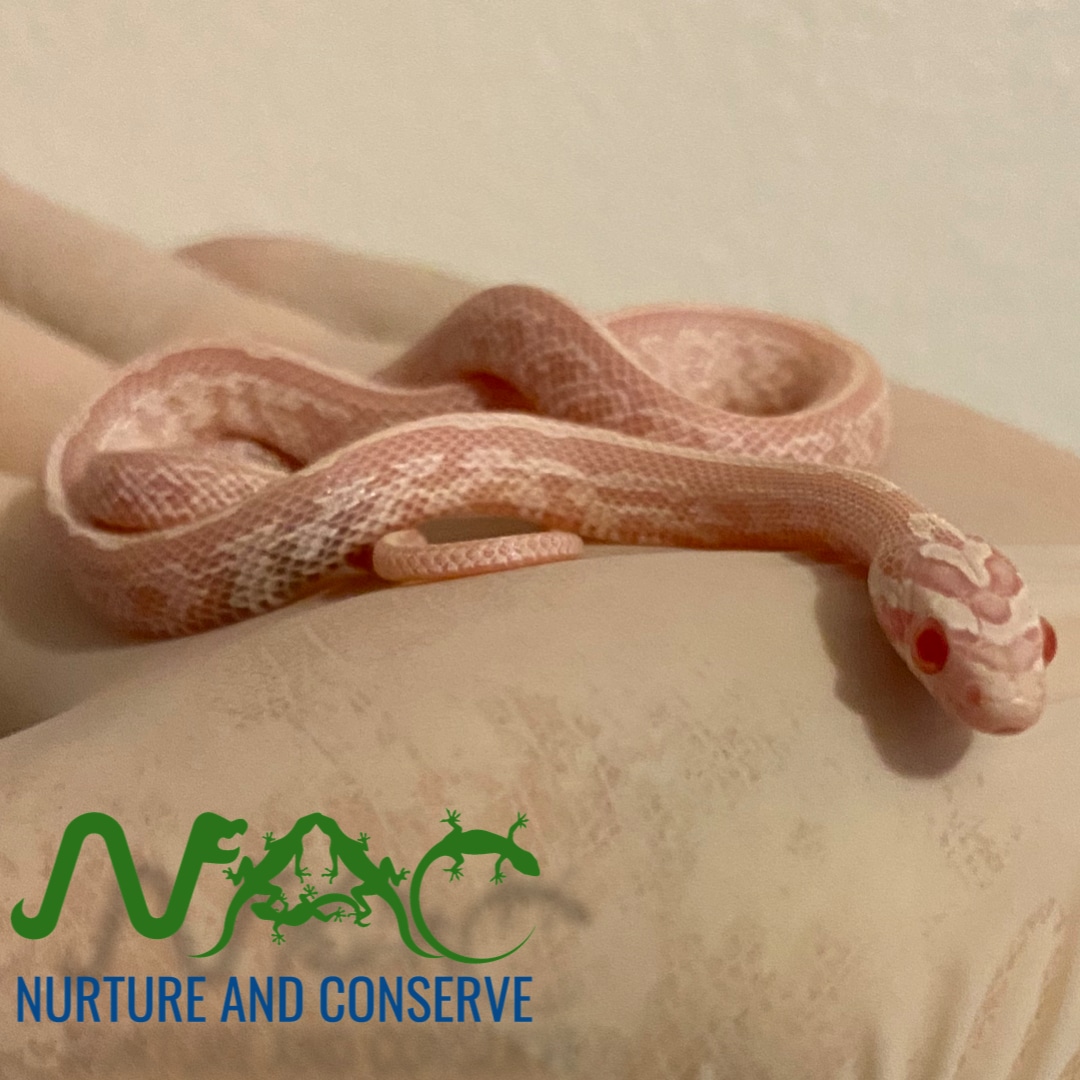 Detail Strawberry Snow Corn Snake Nomer 42