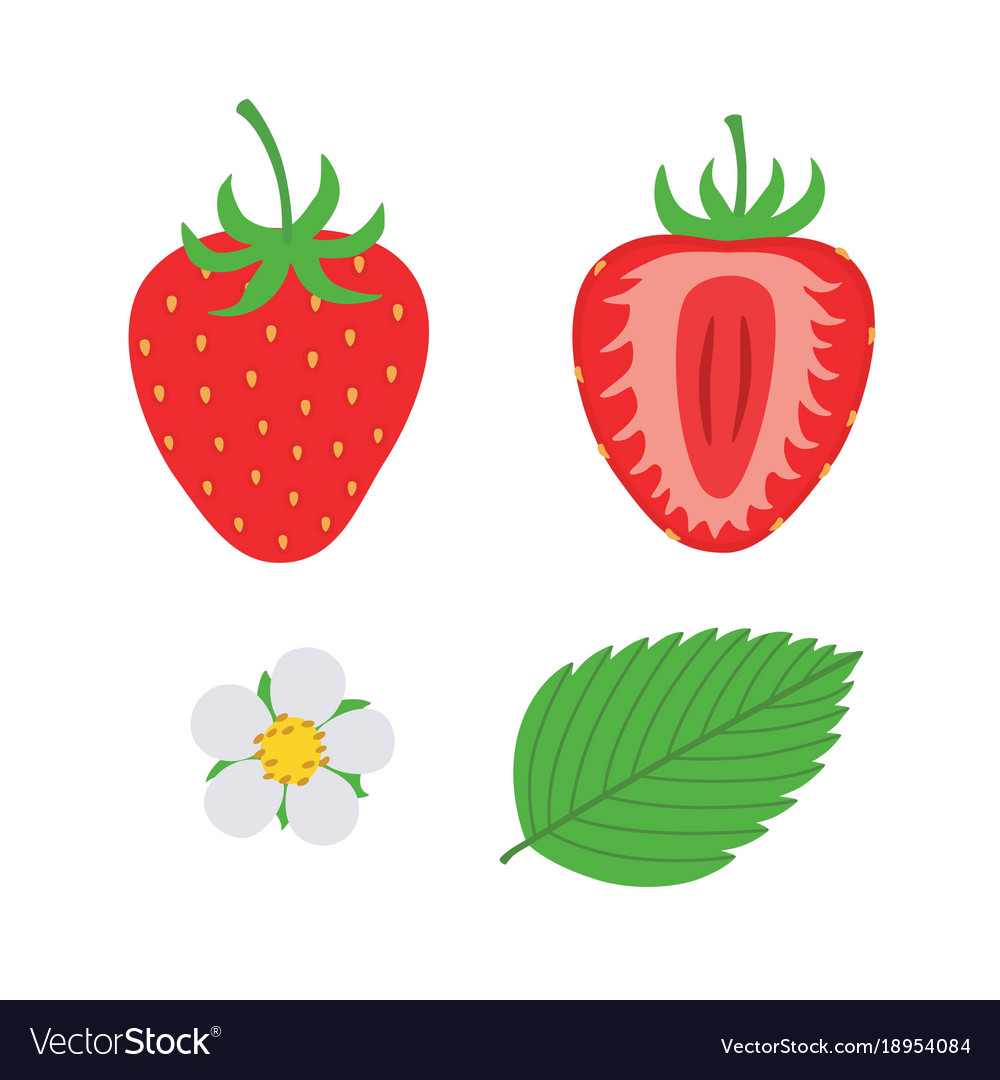 Detail Strawberry Vector Png Nomer 55