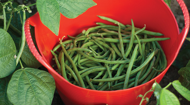 Detail String Beans Image Nomer 37