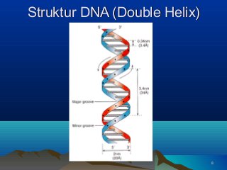 Detail Struktur Dna Double Helix Nomer 11