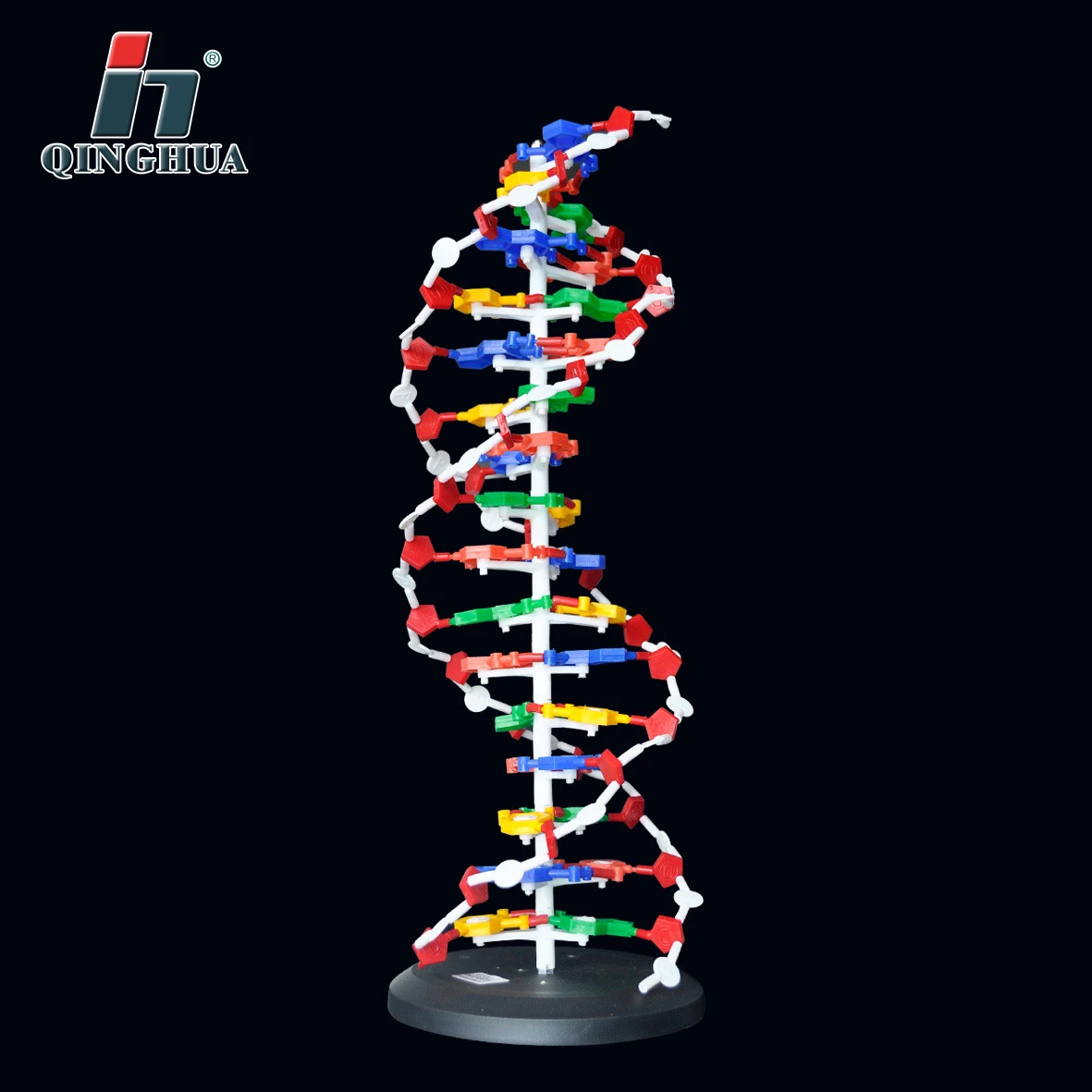 Detail Struktur Dna Double Helix Nomer 13