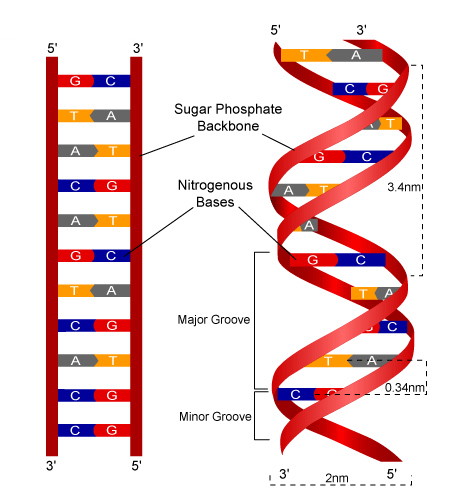 Detail Struktur Dna Double Helix Nomer 17