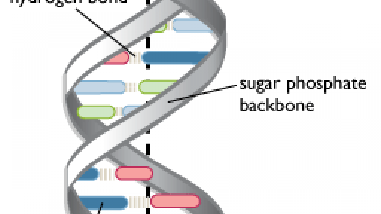 Detail Struktur Dna Double Helix Nomer 20