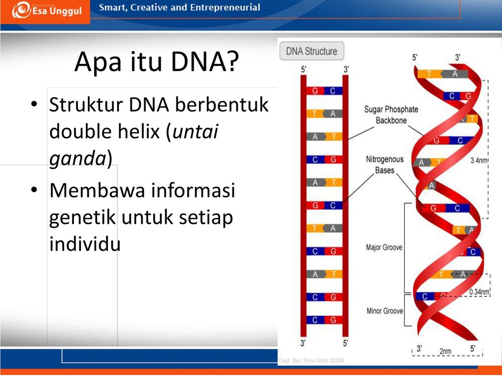 Detail Struktur Dna Double Helix Nomer 25