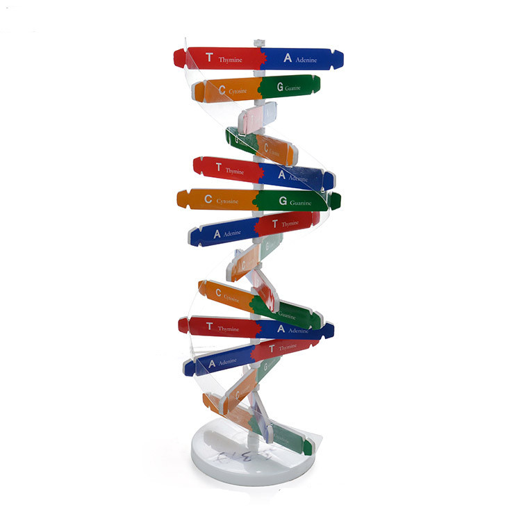 Detail Struktur Dna Double Helix Nomer 28