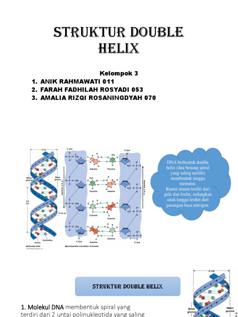 Detail Struktur Dna Double Helix Nomer 29