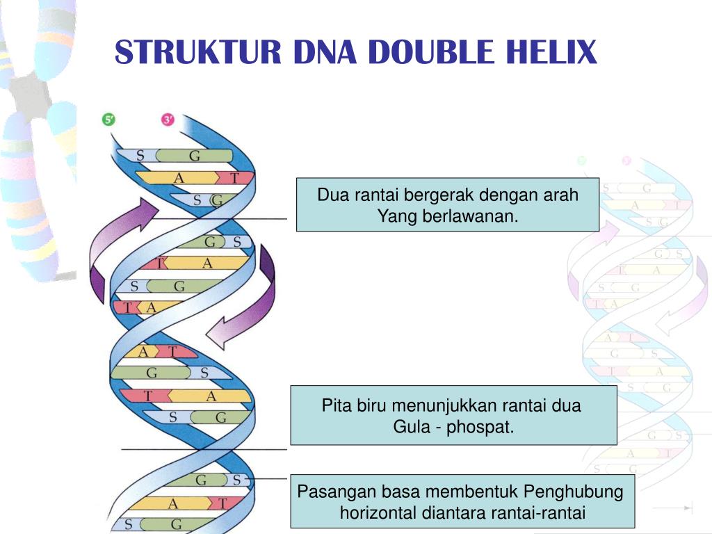 Detail Struktur Dna Double Helix Nomer 31