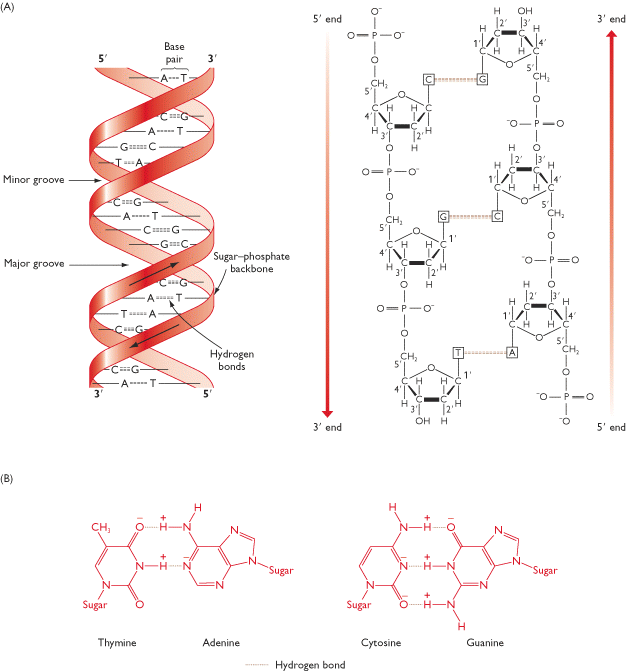 Detail Struktur Dna Double Helix Nomer 32