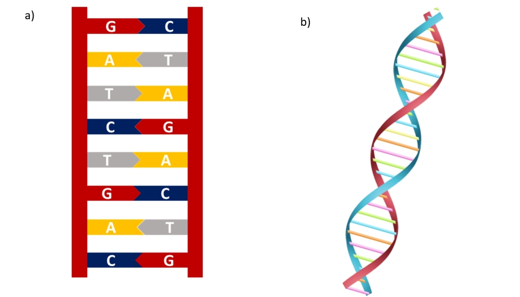 Detail Struktur Dna Double Helix Nomer 34