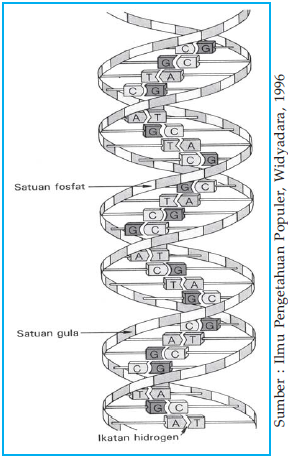 Detail Struktur Dna Double Helix Nomer 37