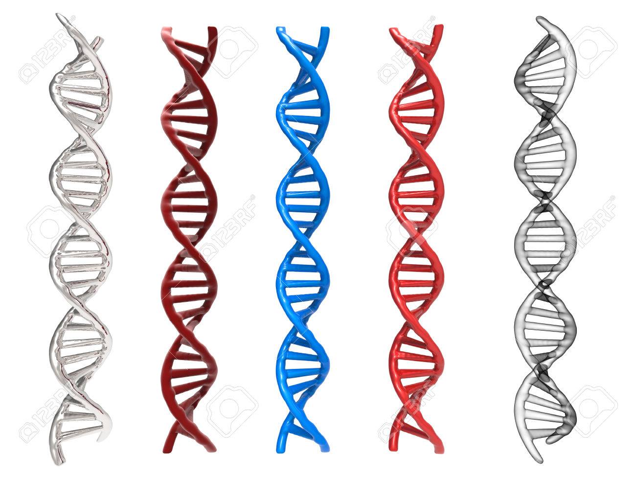 Detail Struktur Dna Double Helix Nomer 39