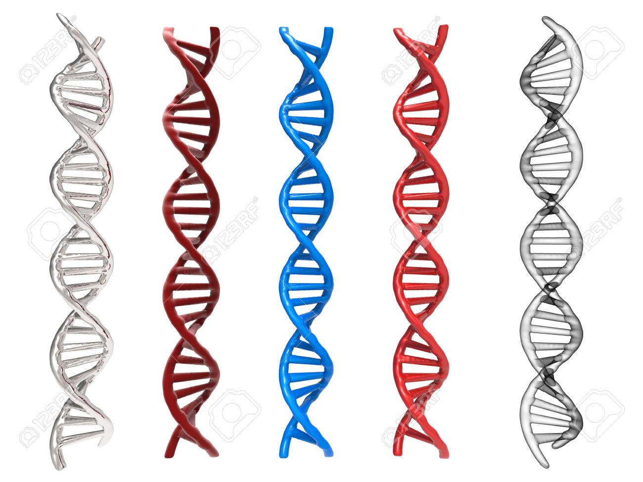 Detail Struktur Dna Double Helix Nomer 39