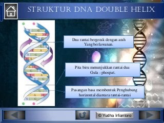 Detail Struktur Dna Double Helix Nomer 44