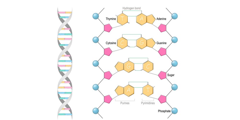 Detail Struktur Dna Double Helix Nomer 8