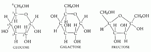 Detail Struktur Fruktosa Gambar Struktur Fruktosa Nomer 6