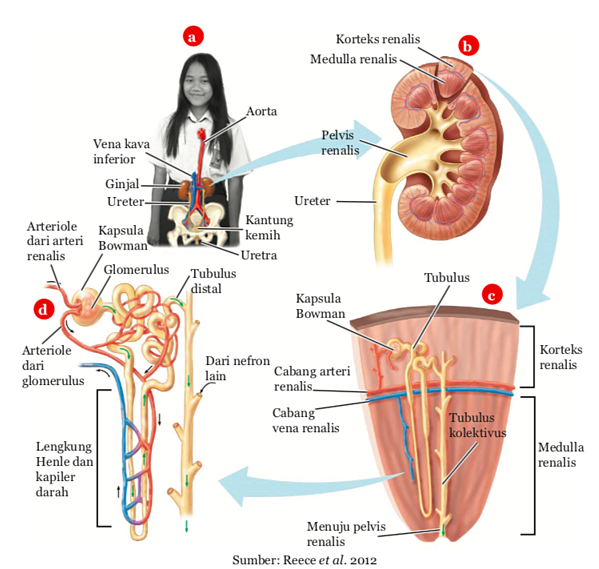 Detail Struktur Gambar Ginjal Nomer 13