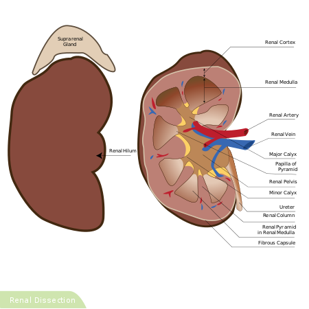 Detail Struktur Gambar Ginjal Nomer 21