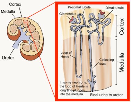Detail Struktur Gambar Ginjal Nomer 44