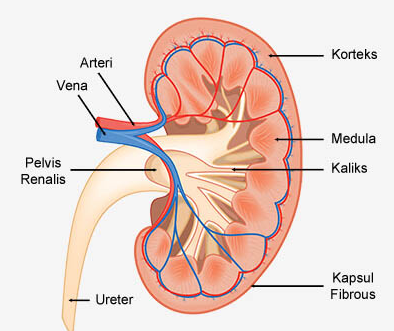 Detail Struktur Gambar Ginjal Nomer 9