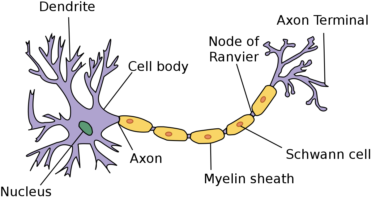 Detail Struktur Sel Saraf Neuron Nomer 2