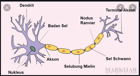 Detail Struktur Sel Saraf Neuron Nomer 8