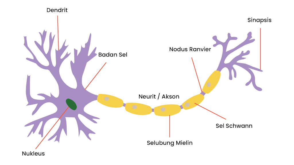 Detail Struktur Sel Saraf Neuron Nomer 9