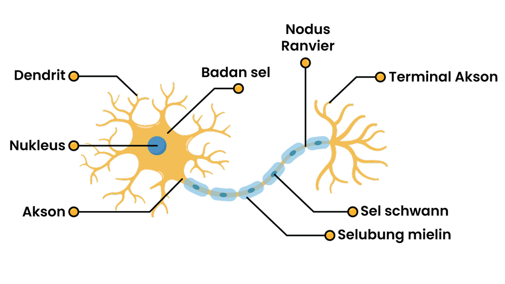 Detail Struktur Sel Saraf Neuron Nomer 10