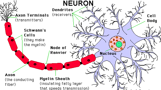 Detail Struktur Sel Saraf Neuron Nomer 16