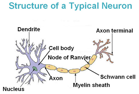 Detail Struktur Sel Saraf Neuron Nomer 17