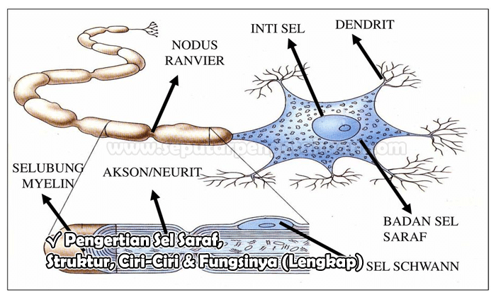 Detail Struktur Sel Saraf Neuron Nomer 19