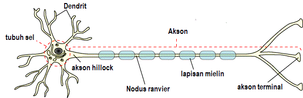 Detail Struktur Sel Saraf Neuron Nomer 27