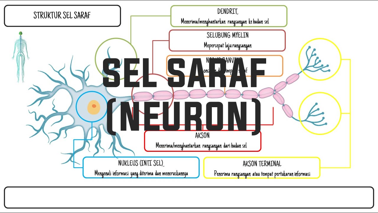 Detail Struktur Sel Saraf Neuron Nomer 34