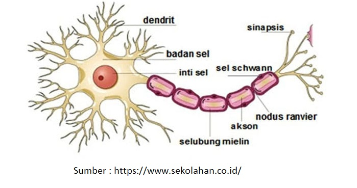 Detail Struktur Sel Saraf Neuron Nomer 38