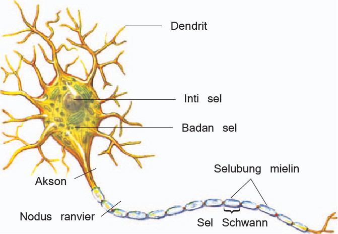 Detail Struktur Sel Saraf Neuron Nomer 40