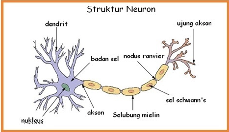 Detail Struktur Sel Saraf Neuron Nomer 5