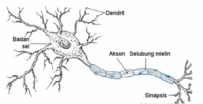 Detail Struktur Sel Saraf Neuron Nomer 46