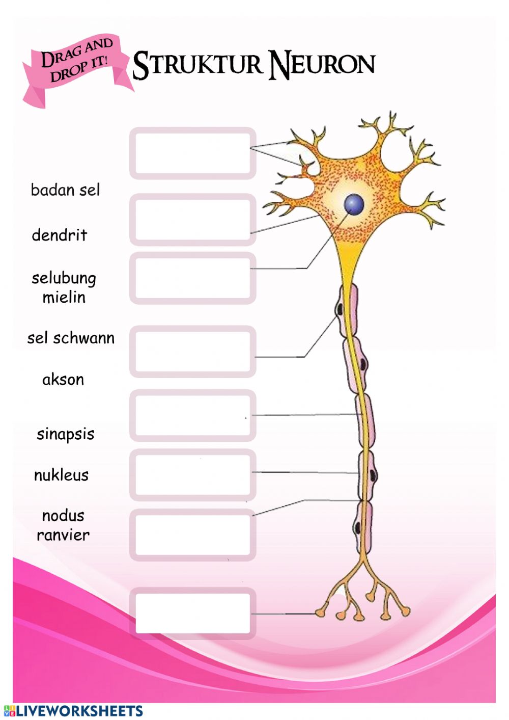 Detail Struktur Sel Saraf Neuron Nomer 49