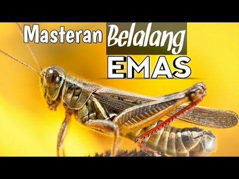 Suara Belalang Emas - KibrisPDR