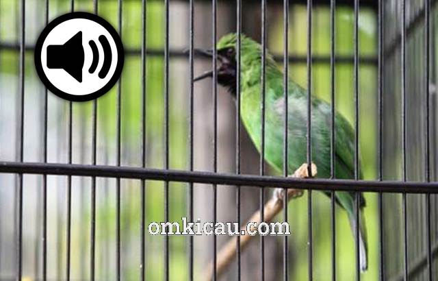 Detail Suara Burung C Ijo Nomer 2